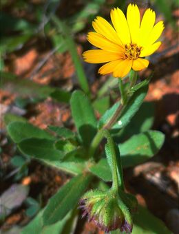 Samen v.d. ACKER-RINGELBLUME (Calendula arvensis) heimische, winterharte Wildstaude - Tübingen