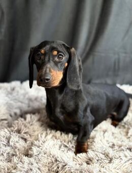 MIRTA-KK bezaubernde Dackelfee - Neustadt (Rübenberge)