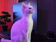 "Zu verkaufen: Weiße weibliche Katze sucht liebevolles Zuhause!" - Stuttgart
