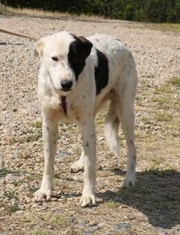 Duke sucht dringend liebe Menschen - Schwarmstedt