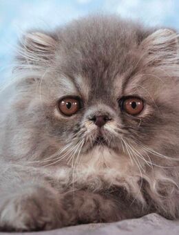 Lieber Perserjunge. - Wetzlar Zentrum