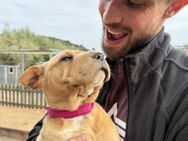 Bezaubernde AMIRA 🐕💞 - Völklingen