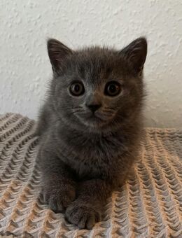 BKH Britisch Kurzhaar Kitten - Eschweiler