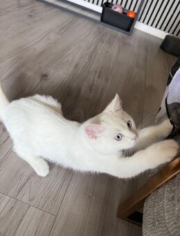 BKH Kater - Oberschleißheim