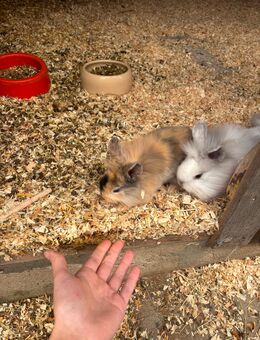 Hasenbabys Löwenköpfchen Zwergkaninchen mix zu verkaufen - Stuttgart