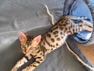 Reinrassige Bengal Kitten - Hamburg Wandsbek