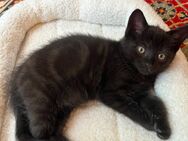 Sehr süsse Kätzchen BKH Mix mit Hauskatze suchen ein neues Zuhause. - Düsseldorf