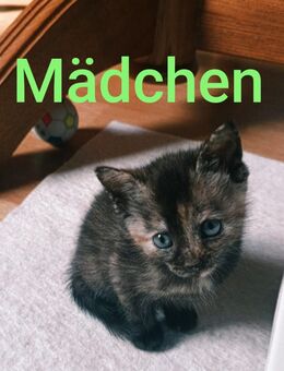 Katzenbabys - Freiburg (Breisgau)