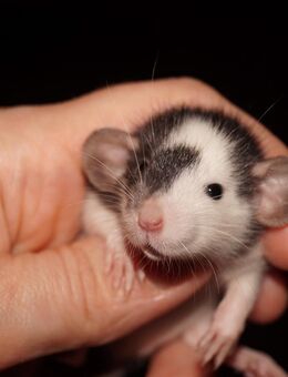 Ratten Nachwuchs aus liebevoller Rattenzucht - Frankfurt (Main)
