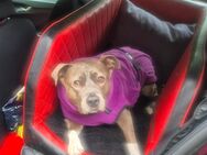 Hundebett Rücksitz - Velbert