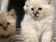 4 Ragdoll Kitten suchen ab sofort ein neues, tolles zu Hause - Merzenich