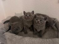 Bkh kitten - Köln