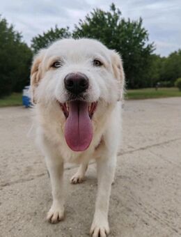 Oscar - der Charmeur - Gerlingen