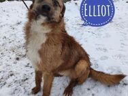 Elliot ein gutmütiger Traum - Mannheim