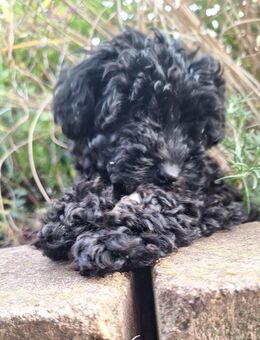 Toypudelwelpen Zwergpudelwelpen Toypudel Zwergpudel, Welpen - liebevoll aufgezogen - Magdeburg