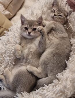 2 Britisch Kurzhaar Kitten suchen ab sofort ein neues Zuhause!!!! - Krefeld