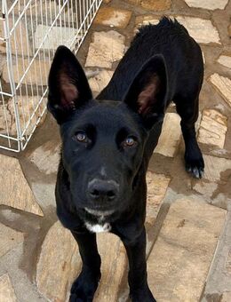 Cody wartet auf sein Für-Immer-Zuhause - Grevenbroich