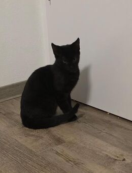 Kleine Kätzin zu vermitteln - Gifhorn Zentrum