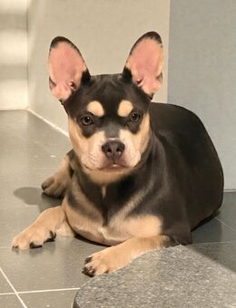 Wunderschöne Französische Bulldogge in Black Solid - Feucht