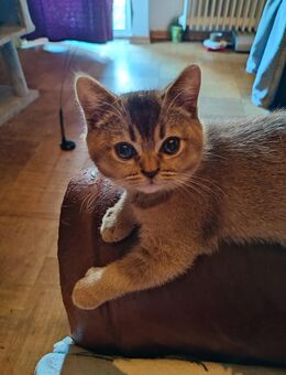 BKH Katze Männchen - Saarbrücken