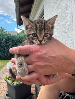 Verkaufe junge BKH Mix Kater - Herzberg (Elster)