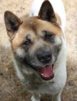 Hatschi, großer Kuschelbär - Neuhausen (Spree)