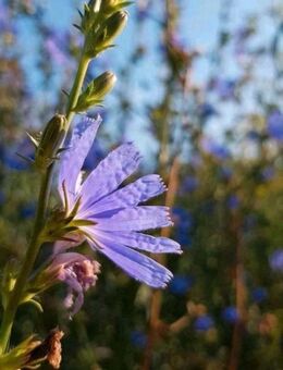 Wegwarte (Cichorium intybus), Wilde Zichorie - Horgenzell