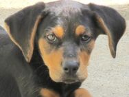 Udo -als Welpe im Karton abgestellt- - Oldenburg
