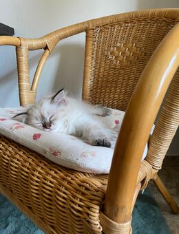 Zuckersüßes, reinrassiges Kitten ab sofort abgabebereit - Zossen