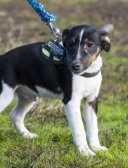 Flopp Pampersrocker auf der Suche - Puchheim