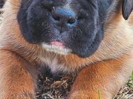 Boxer Welpe reinrassig Rüde - Wernigerode