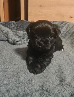 Zuckersüße Maltipoo-Welpe Hündin - Osnabrück