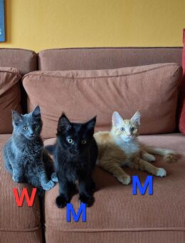 Maine Coon Kitten katze kater - Frankeneck