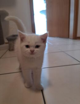 BKH Kitten mit EU Pass + Mikrochip Abgabebereit !! - Singen (Hohentwiel) Zentrum