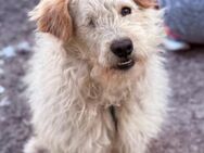 Lucky 💗 fröhlich+aufgeweckt sucht dich! - Hamburg