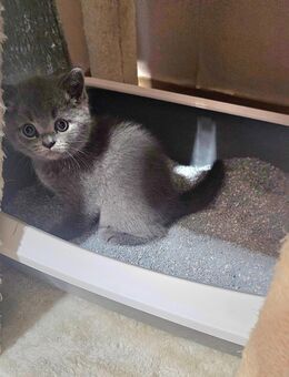 3 süße BKH-Mix Kitten – 2x Weiß (weiblich), 1x Grau (männlich) - Ludwigshafen (Rhein)