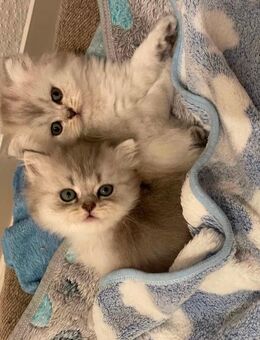Reinrassige Britisch Langhaar Kitten - Bielefeld