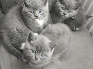 3 BKH Kitten - Köln