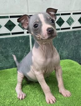 American Hairless Terrier Welpen - Hirschhorn (Pfalz)
