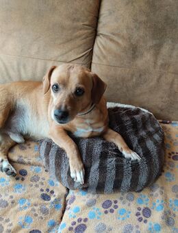 ALBU - herziger Dackelmix Rüde - Schallodenbach