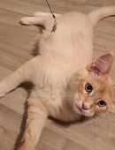 Maine Coon-Schmusemonster sucht Dosenöffner in 01237