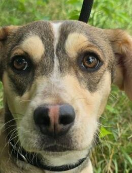 Dion - kleiner süßer Hundemann - Süderbrarup