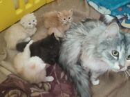 Wundervolle Langhaar Mix Kitten - Obertaufkirchen