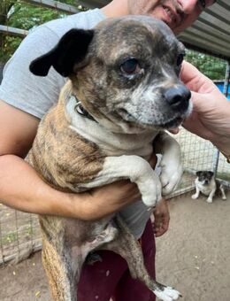 Mephisto BE - sucht ein liebevolles Heim - Neustadt (Rübenberge)