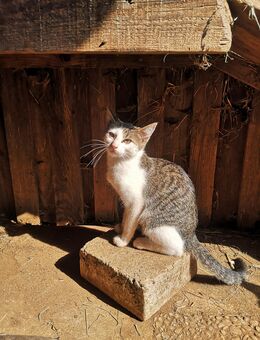 Katzenbabys - Kirchheim (Ries)