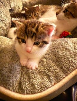 Katzen Kitten Junge ab Mitte September abzugeben - Naunhof