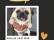MIMI PP Mops Mädchen möchte Liebe - Neustadt (Rübenberge)