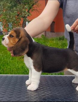 Beagle - Welpe mit FCI Papieren - Duisburg