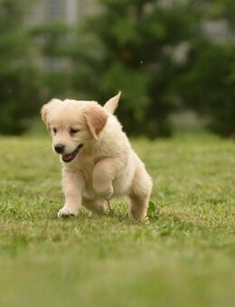 Golden retriever Welpen - Egmating