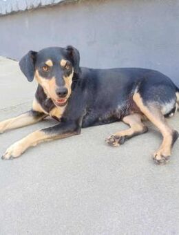 Bella wartet auf ihr Glück - Nordwalde